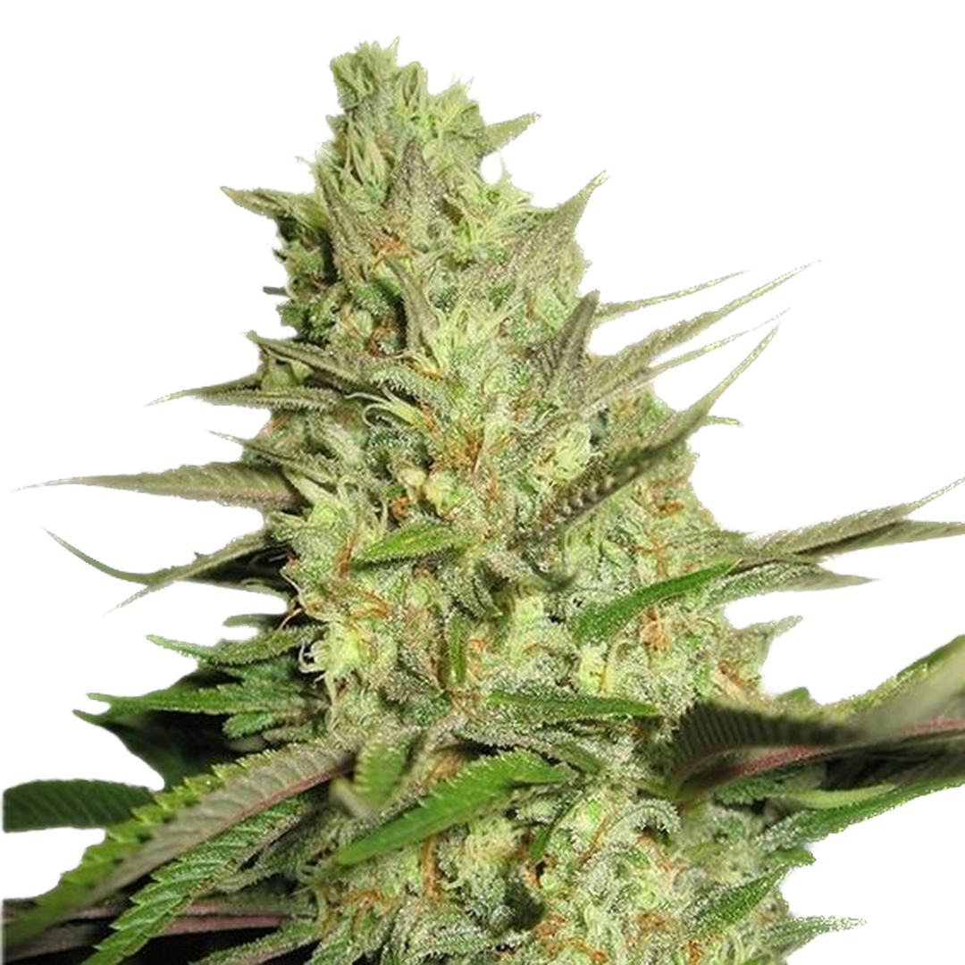 Tasty Terp Blue Dream Feminized Cannabis Seeds 4 Pack