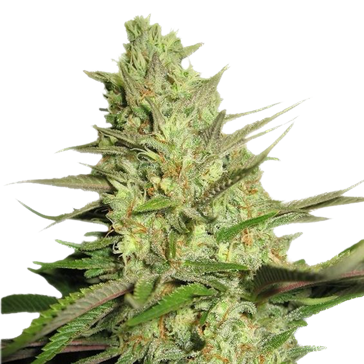 Tasty Terp Blue Dream Feminized Cannabis Seeds 4 Pack