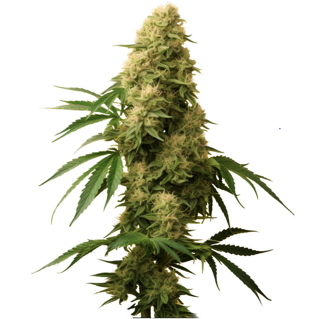 Durban Poison Autoflower Cannabis Seeds 4 Pack- Tasty Terp Seeds