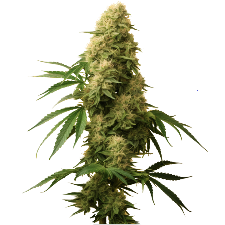 Durban Poison Autoflower Cannabis Seeds 4 Pack- Tasty Terp Seeds
