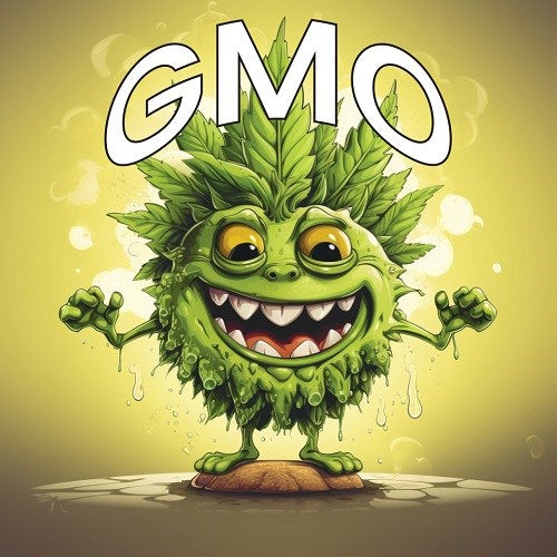 Tasty Terp GMO Feminized Cannabis Seeds 4 Pack