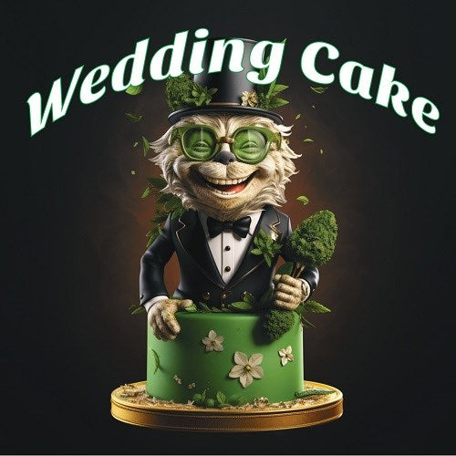 Tasty Terp Wedding Cake AutoFlower Cannabis Seeds 4 Pack